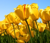 Tulips